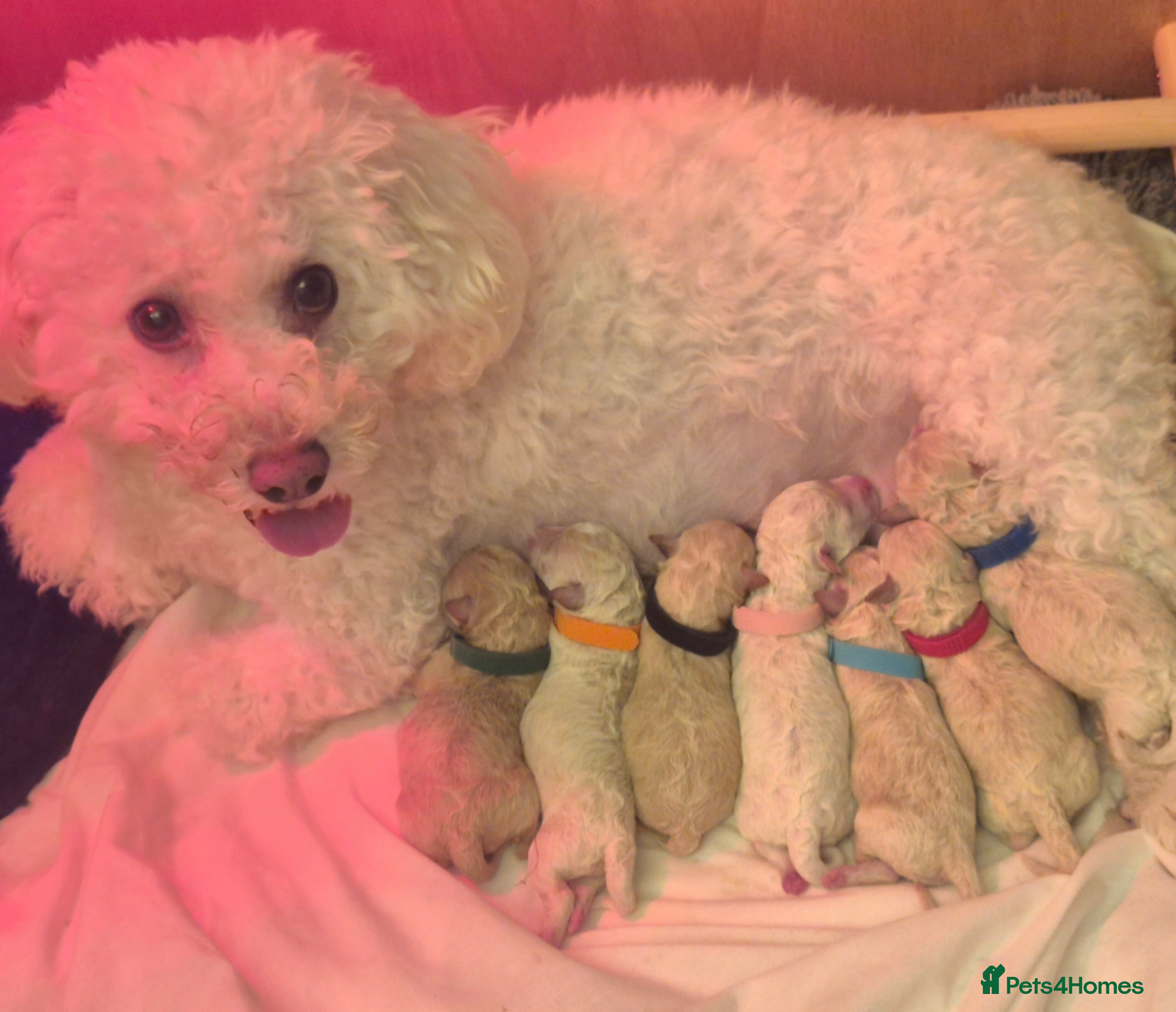 Poochon dogs Toy Poochon - Advert 1