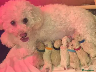 Poochon dogs Toy Poochon - Advert 6