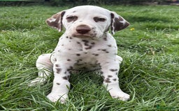 Dalmatian dogs for sale: 2 handsome chunky liver spotted boys  - Image 11