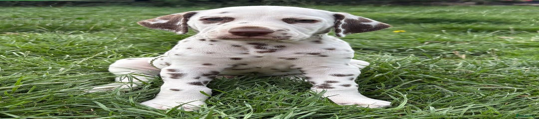 Dalmatian Puppy 2