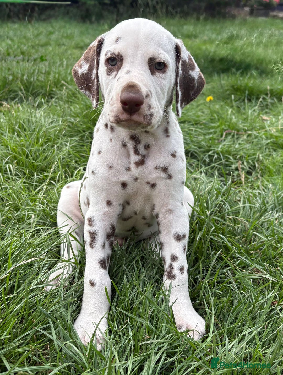 Dalmatian dogs for sale: 2 handsome chunky liver spotted boys  - Image 11