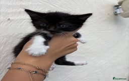 Mixed Breed cats for sale: 4 Kittens  - Image 9