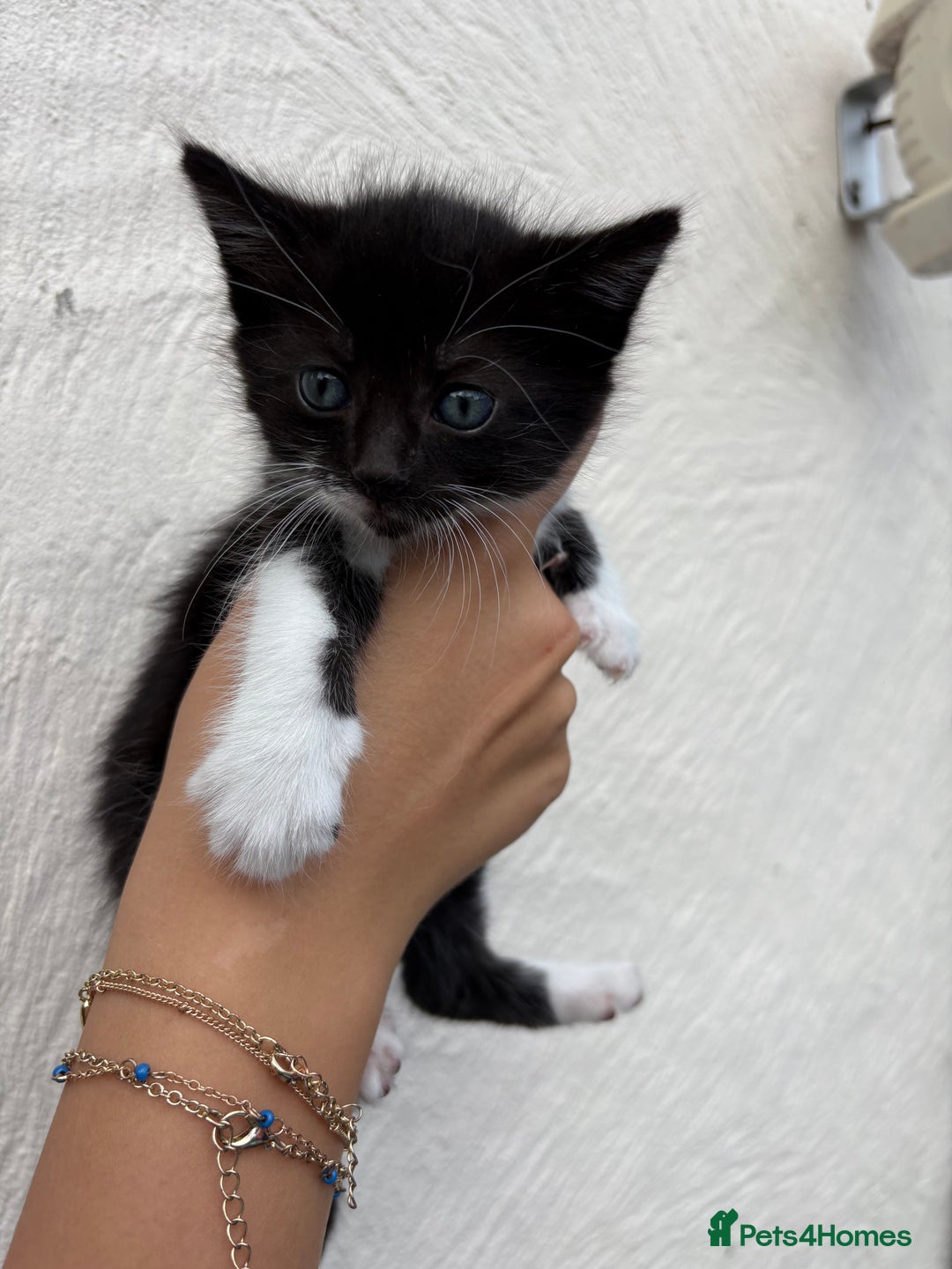 Mixed Breed cats for sale: 4 Kittens  - Image 9