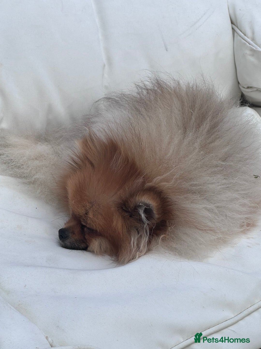 Pomeranian dogs for sale: Sweet little Lila  - Advert 10