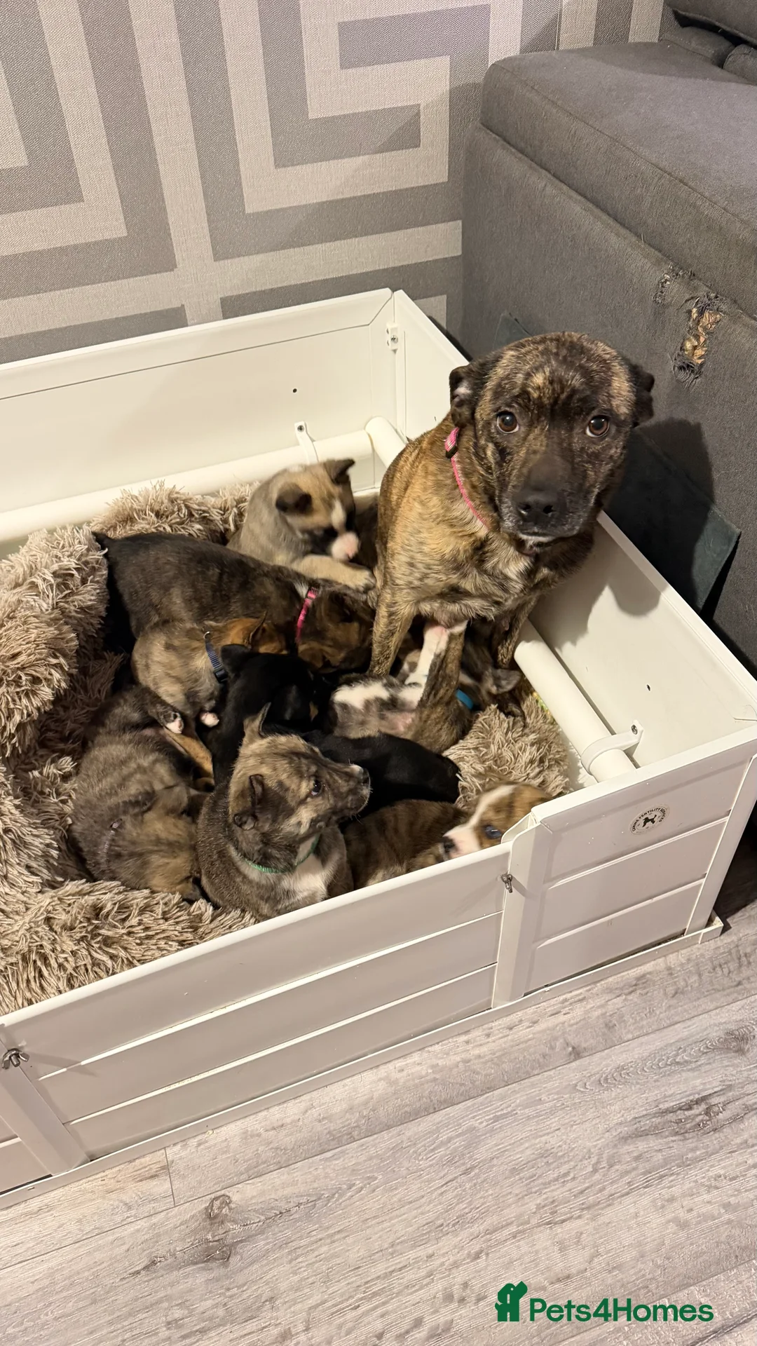 Mixed Breed dogs for sale: Staffy/Husky Puppies  - Advert 8