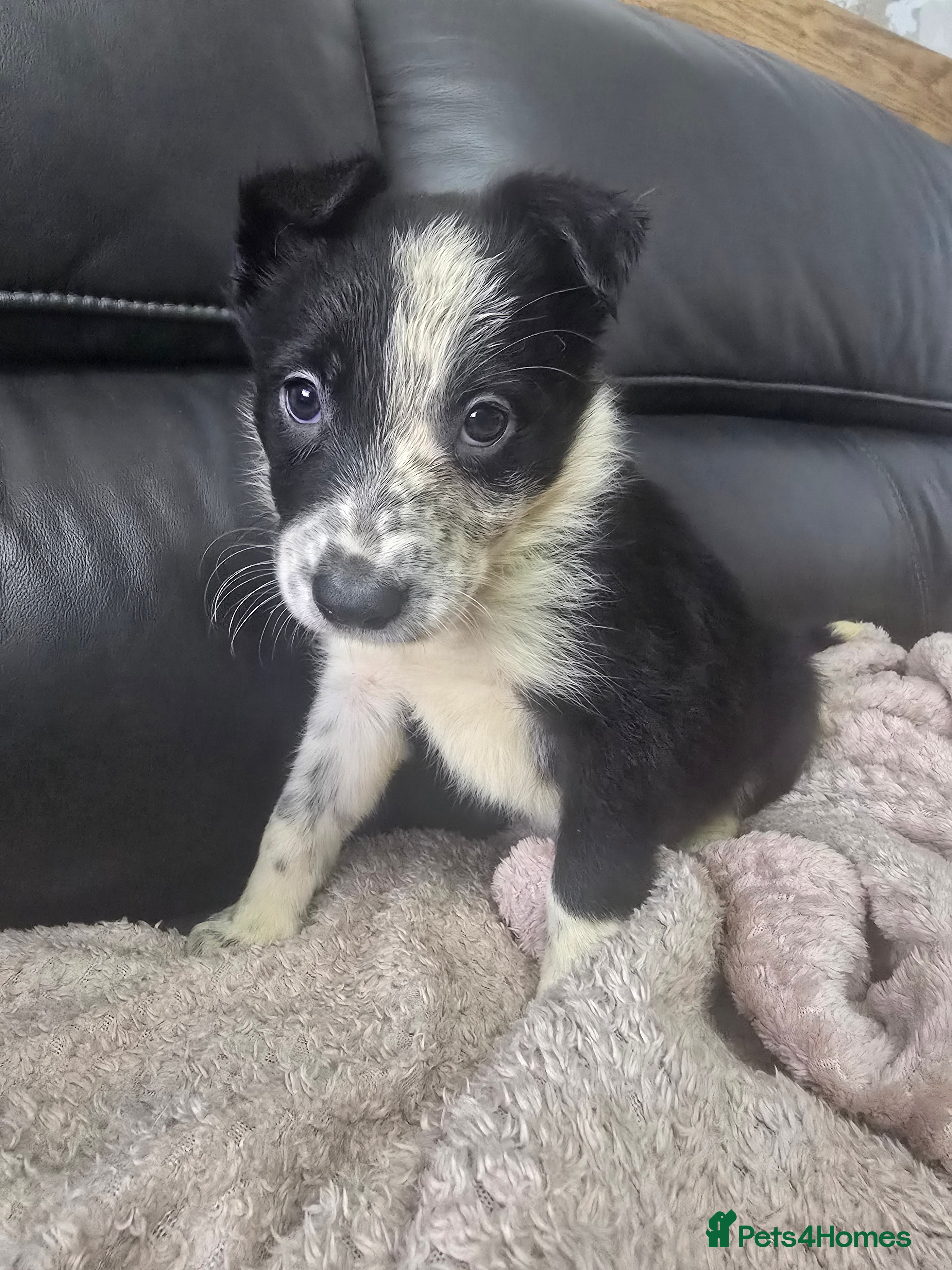 Border Collie dogs Border Collie Pups - Advert 2