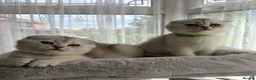 Scottish Fold cats for sale: Adorable Scottish Fold Kitten - Advert 14