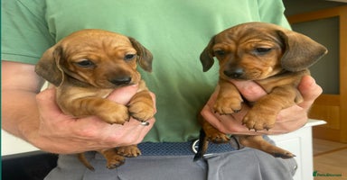 Miniature Dachshund dogs - Advert 5