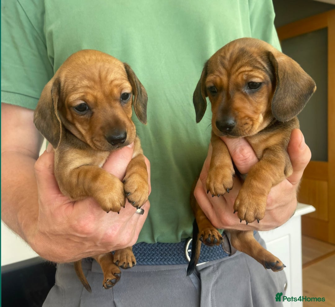 Miniature Dachshund dogs for sale: Mini Smooth Haired Dachshund - Image 2