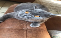 Domestic Shorthair cats for sale: Rehoming my 2 girls  - Image 6