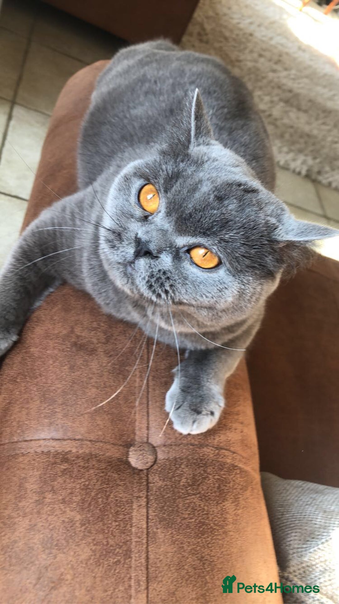 Domestic Shorthair cats for sale: Rehoming my 2 girls  - Image 6
