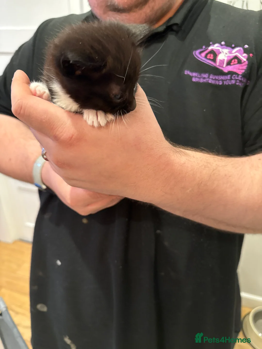 Persian cats for sale: 4 beautiful kittens  in Rugeley - Advert 13