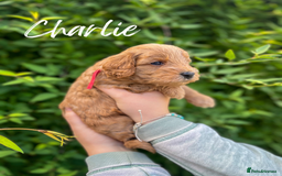 Cockapoo dogs for sale: Stunning Mini/Medium Cockapoo Puppies - Image 4