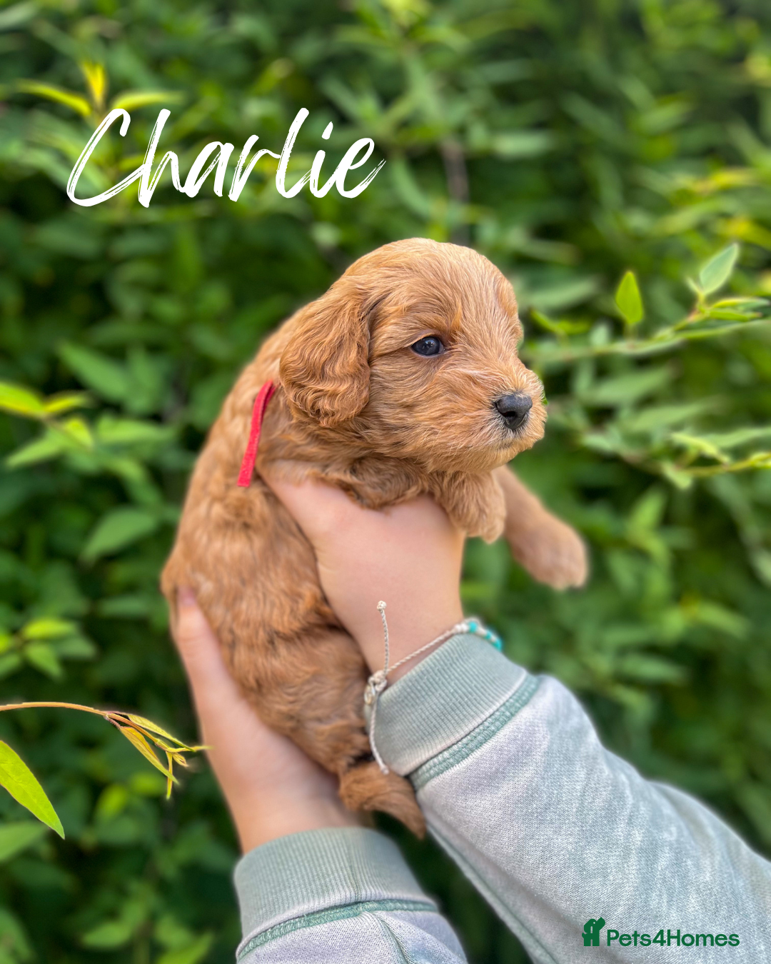 Cockapoo dogs for sale: Stunning Mini/Medium Cockapoo Puppies - Image 4