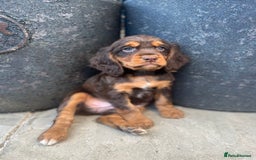 Cocker Spaniel dogs for sale: KC HEALTH TESTED CHOCOLATE AND TAN COCKER SPANIELS - Image 1