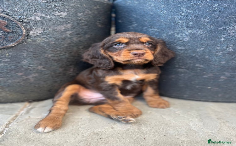 Cocker Spaniel dogs - Advert 4