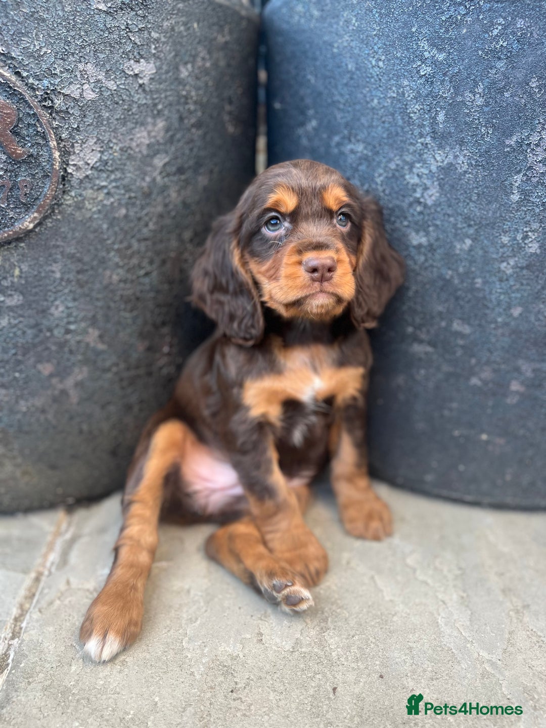 Cocker Spaniel dogs for sale: KC HEALTH TESTED CHOCOLATE AND TAN COCKER SPANIELS - Image 1