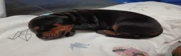 Dobermann dogs for sale: Dobermann puppies - Advert 25