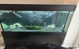 Cichlids fish for sale: 420l tank set up, loads of tropical fish - Image 13
