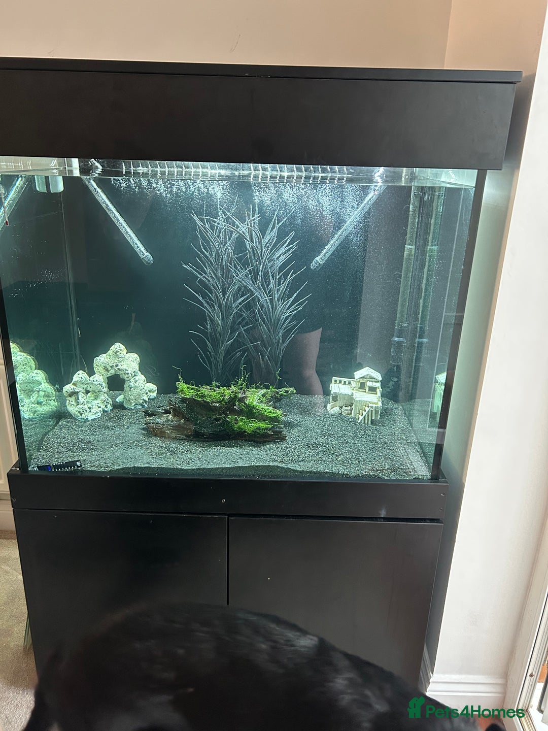 Cichlids fish for sale: 420l tank set up, loads of tropical fish - Image 13