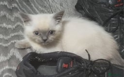 British Shorthair cats for sale: Male kitten Bristish shorthair  - Image 1