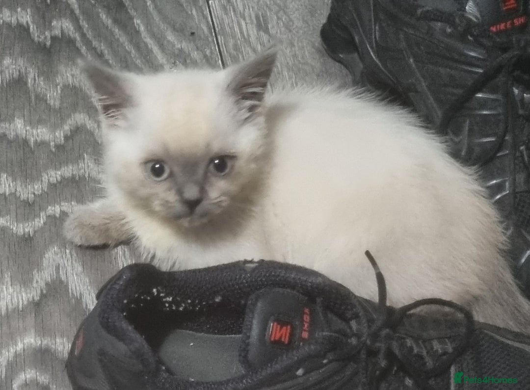 British Shorthair cats for sale: Male kitten Bristish shorthair  - Image 1
