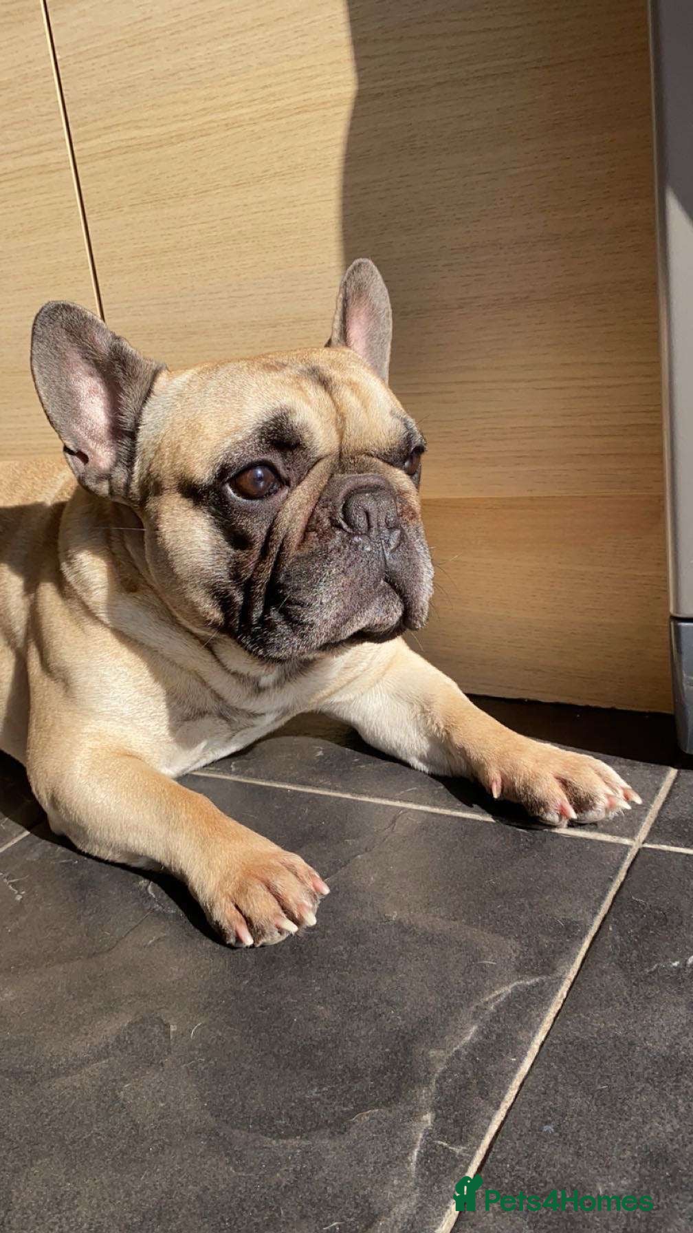 French Bulldog dogs Logie - KC French bull dog - Stud - Advert 7