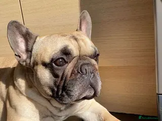 French Bulldog dogs Logie - KC French bull dog - Stud - Advert 7