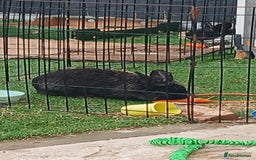 Lionhead rabbits for sale: 2 rabbit in need of a good home 8 months old in Birmingham - Image 2