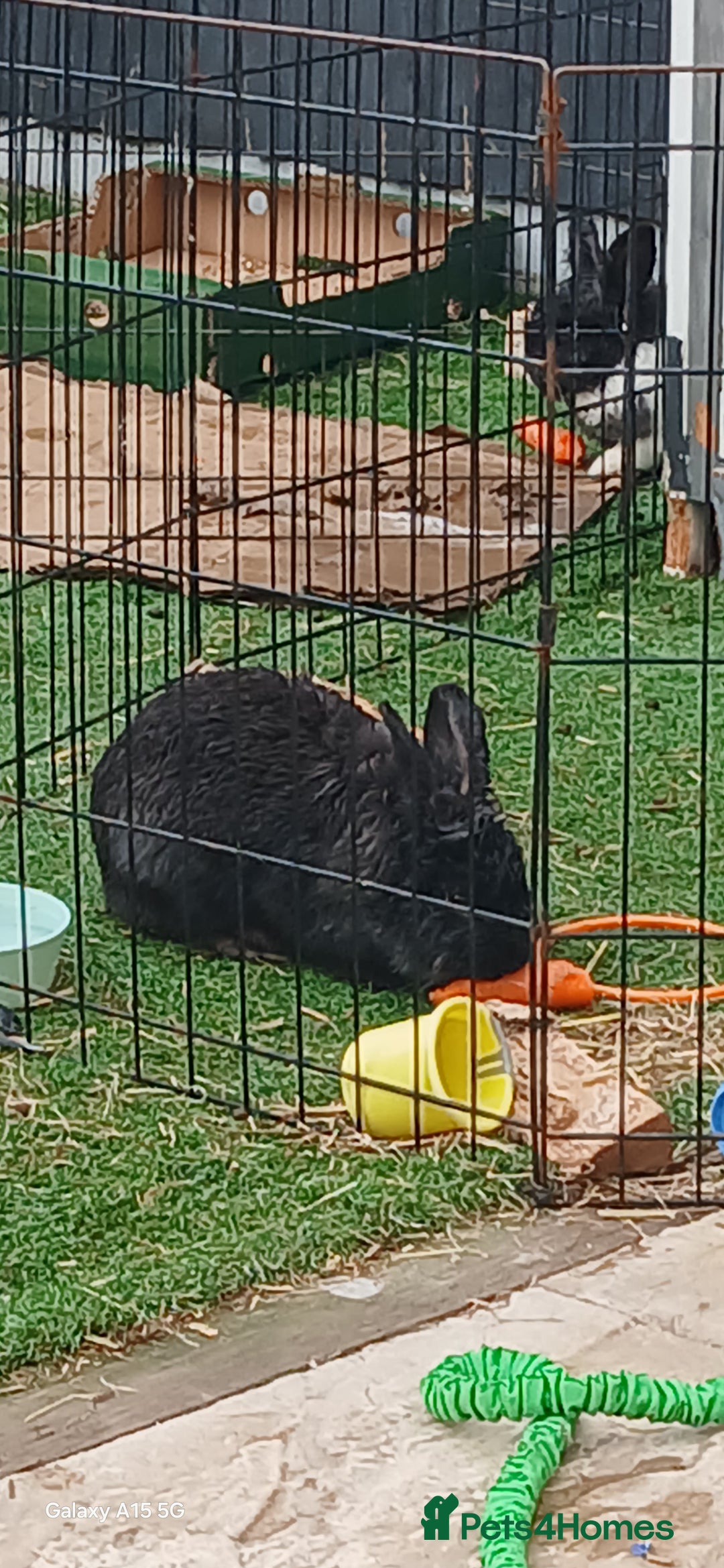 Lionhead rabbits for sale: 2 rabbit in need of a good home 8 months old in Birmingham - Image 2