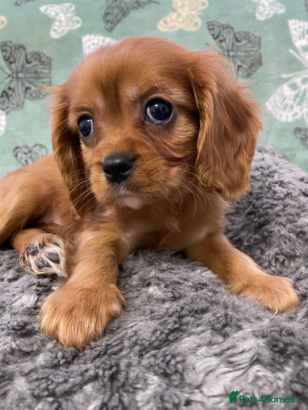 Cavalier King Charles Spaniel dogs for sale: pure cavalier king Charles spaniel - Image 3