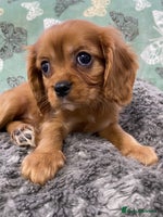 Cavalier King Charles Spaniel dogs - Advert 2