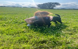 Sprocker dogs for sale: 9 month old Sprocker - Charlie - Image 3