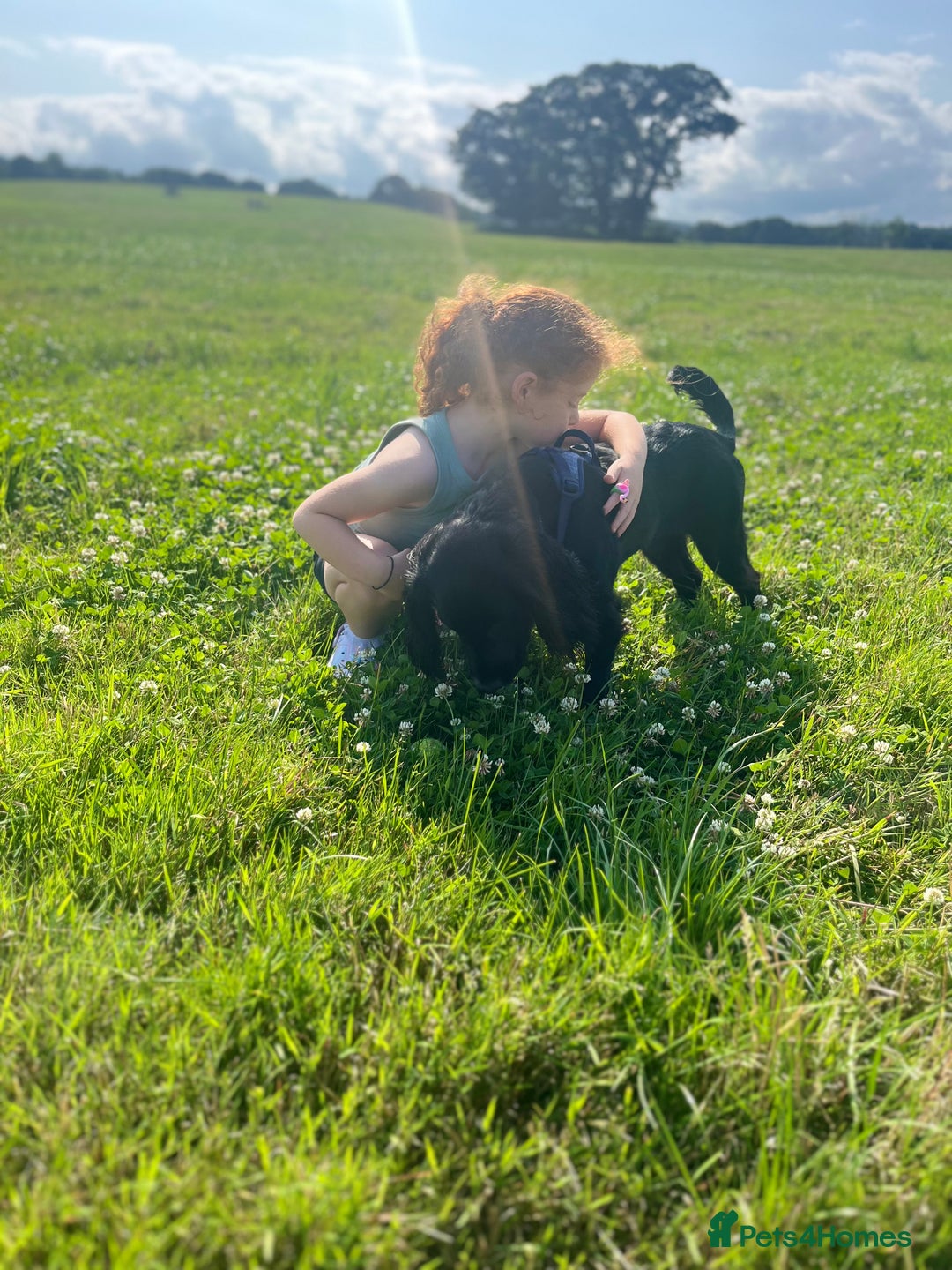 Sprocker dogs for sale: 9 month old Sprocker - Charlie - Image 3