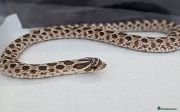 Snake reptiles for sale: Hognose with vivarium  - Image 1