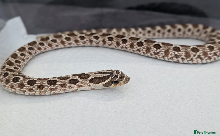 Snake reptiles - Advert 1
