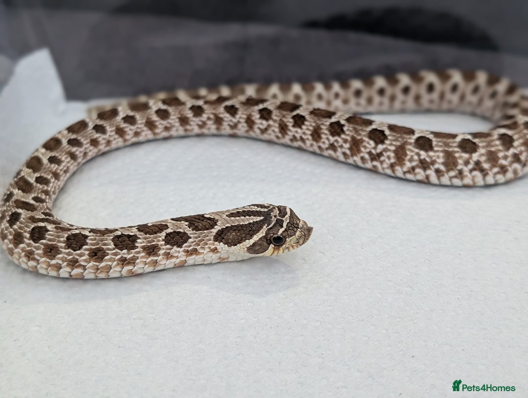 Snake reptiles for sale: Hognose with vivarium  - Image 1