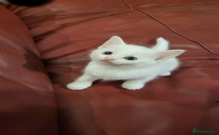 British Shorthair cats - Advert 6