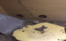 Skink reptiles for sale: Blue tongue skink for sale - Image 2