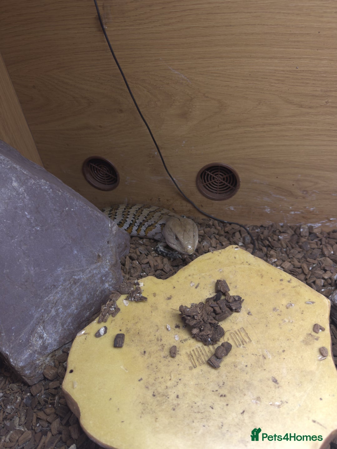 Skink reptiles for sale: Blue tongue skink for sale - Image 2