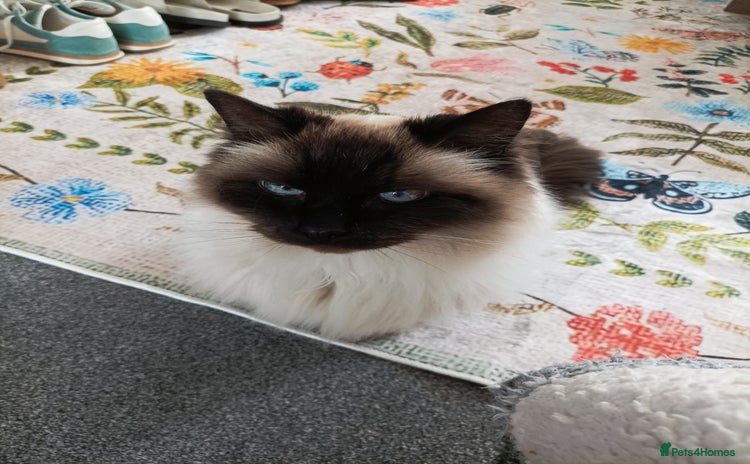 Ragdoll cats - Advert 6