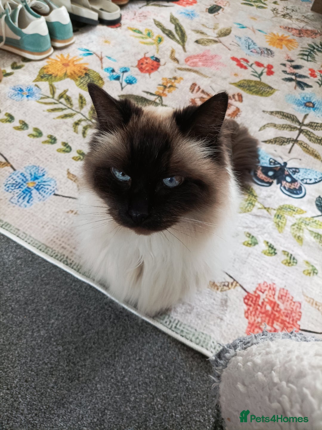 Ragdoll cats for sale: Furry Ragdoll friend for anyone wanting one - Image 1