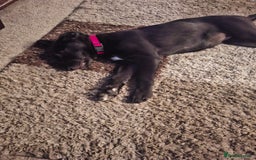 Mixed Breed dogs for sale: German shepherd cross labrador puppy - Image 2