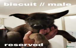 Mixed Breed dogs for sale: Mal X (shepinois) puppies for sale! - Image 4