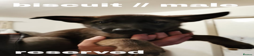 Biscuit