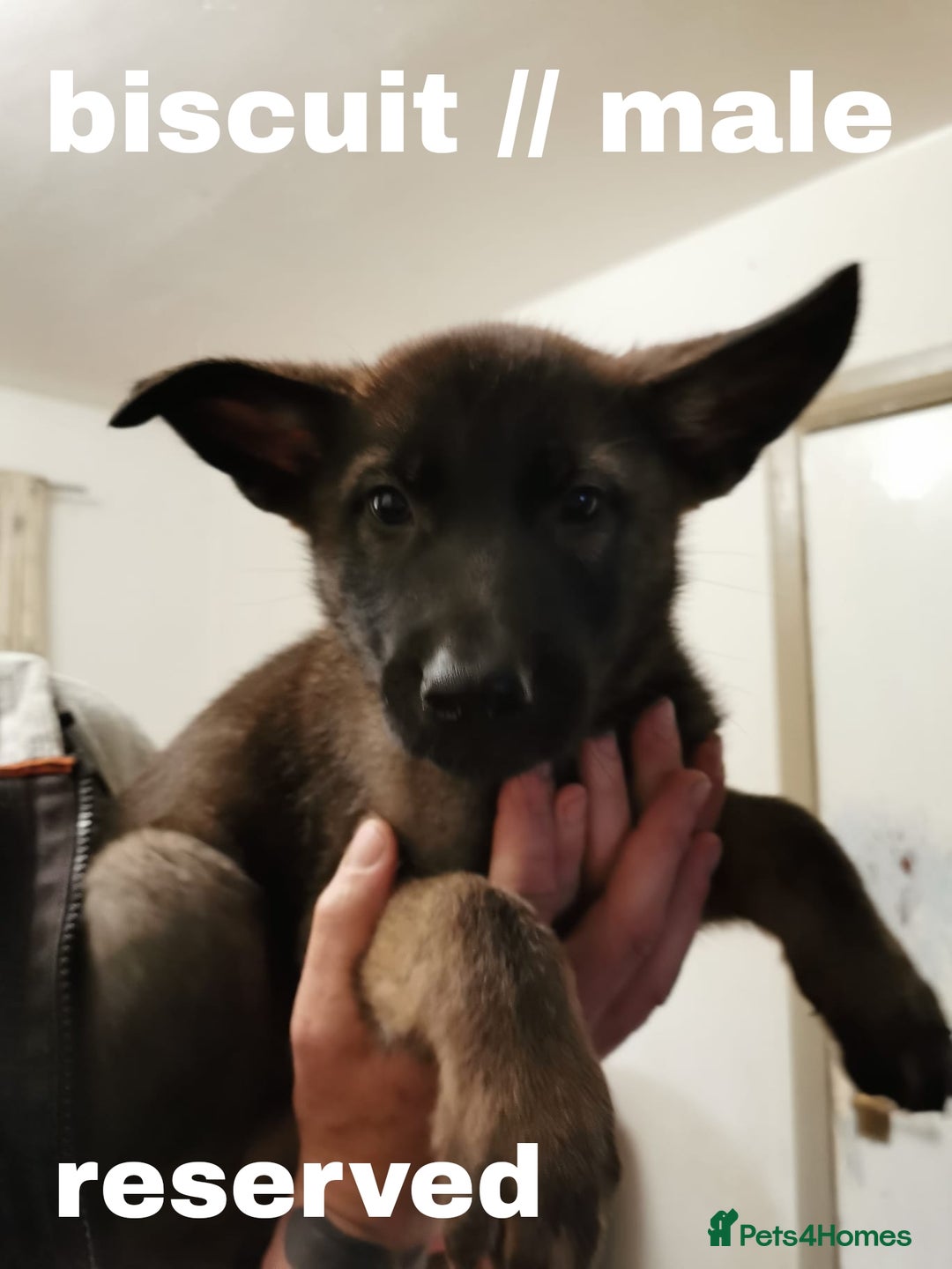 Mixed Breed dogs for sale: Mal X (shepinois) puppies for sale! - Image 4