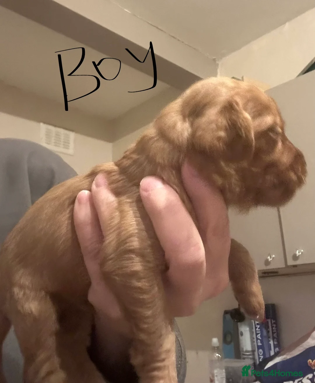 Cockapoo dogs for sale: Cockapoo puppies for sale  - Advert 4