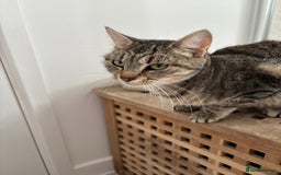 Mixed Breed cats for sale: Beautiful girl needs new home  - Image 3