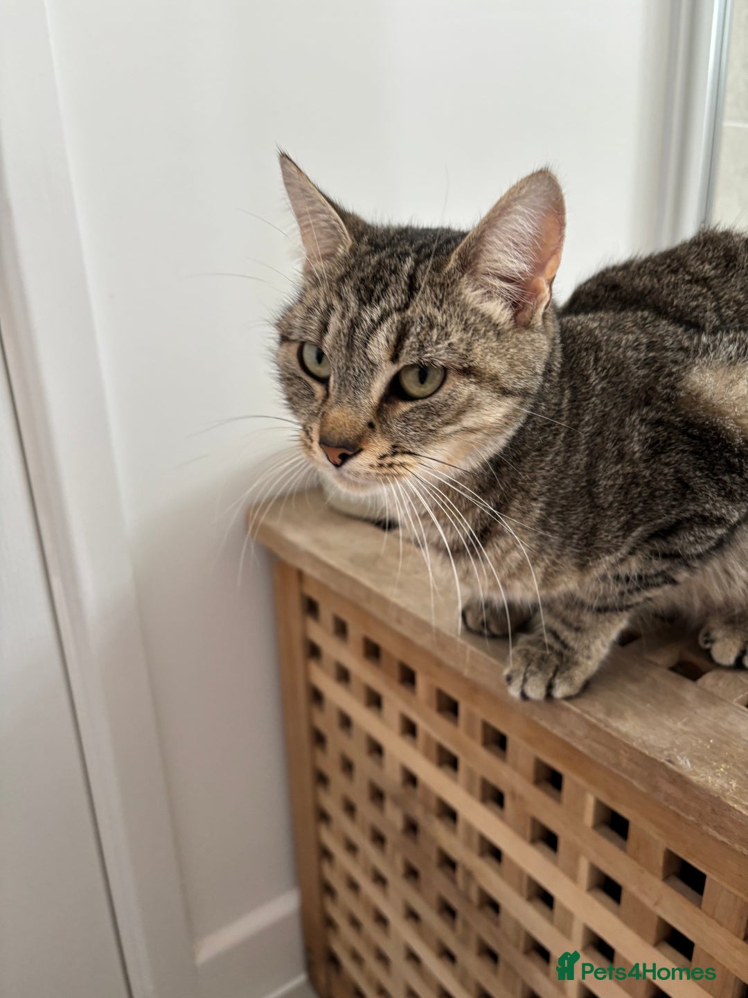 Mixed Breed cats for sale: Beautiful girl needs new home  - Image 3