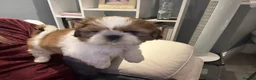 Shih Tzu dogs for sale: Stunning breed standard Shih Tzus  - Advert 19